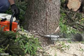 Best Utility Line Clearance  in Castle Hills, TX