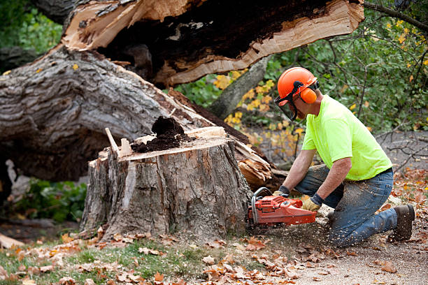 Best Tree Preservation Services  in Castle Hills, TX